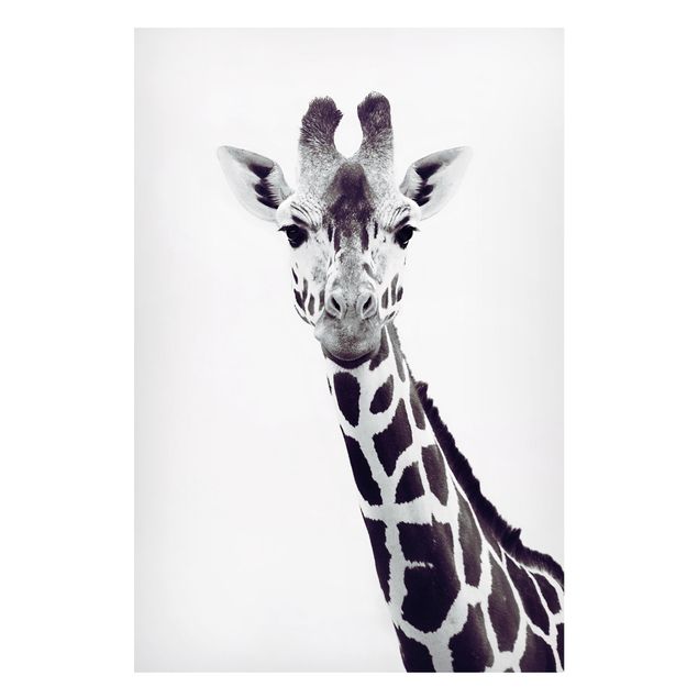 Lavagna magnetica per ufficio Ritratto di giraffa in bianco e nero
