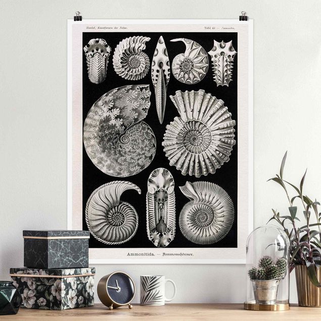 stampe animali Bacheca Vintage Fossili in bianco e nero