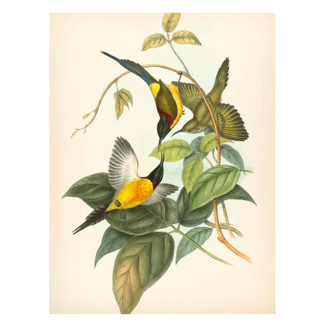 Lavagna magnetica per ufficio Illustrazione vintage Uccelli tropicali IV