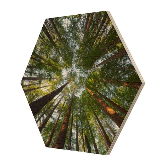 Esagono in legno - Tops Sequoia
