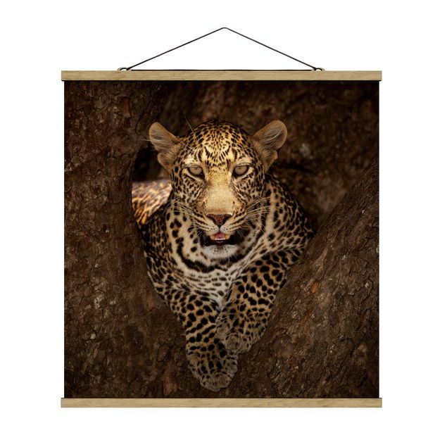 Quadro su tessuto con stecche per poster - Leopard riposo su un albero - Quadrato 1:1