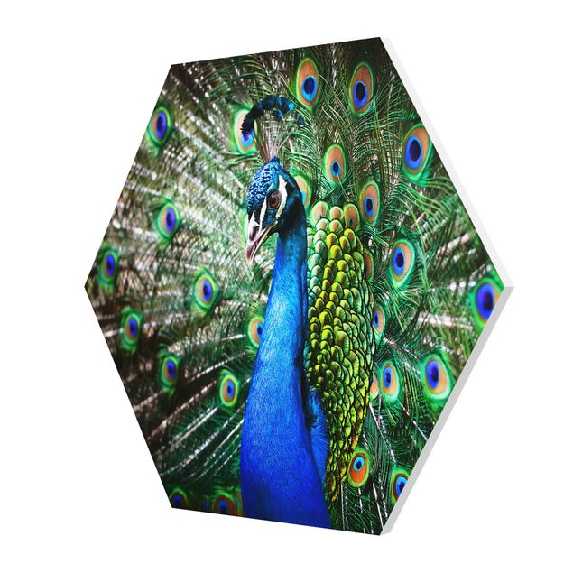 Esagono in forex - Peacock Noble
