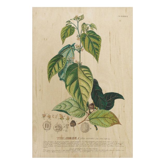 Stampa su legno - Vintage botanica cacao - Verticale 3:2
