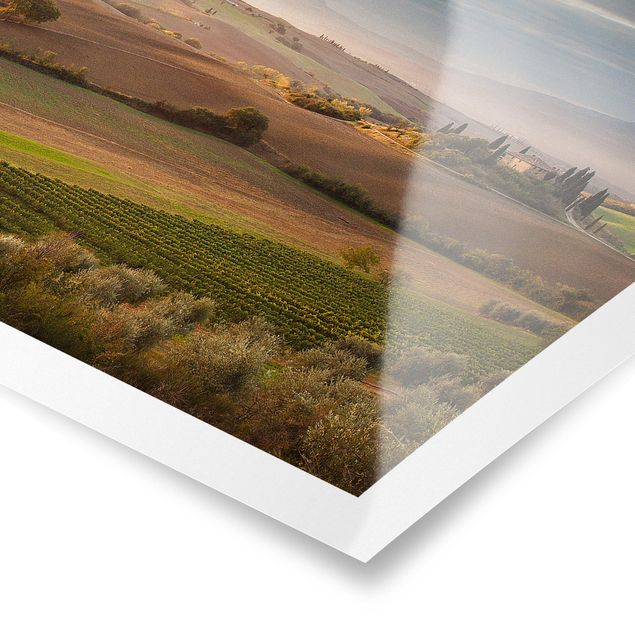 Poster - Olive Grove In Toscana - Orizzontale 2:3
