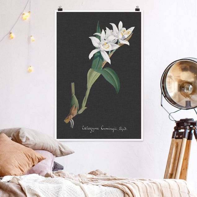 poster vintage originali Orchidea bianca su lino II