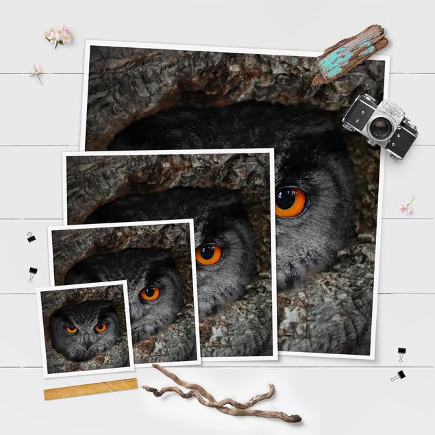 Poster - guardando Owl - Quadrato 1:1