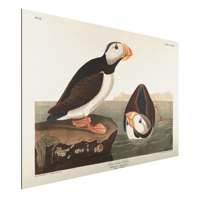 quadri con animali Bacheca Vintage Pulcinella di mare II