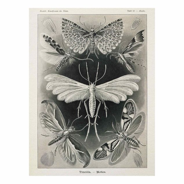 Stampa su Forex - Vintage Consiglio falene e farfalle - Verticale 4:3