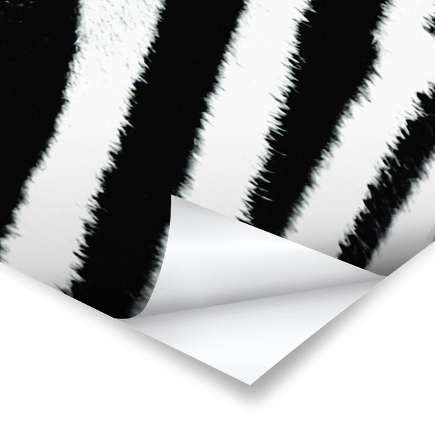 Poster - zebra - Panorama formato orizzontale