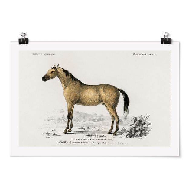 Poster - Consiglio di cavallo Vintage - Orizzontale 2:3