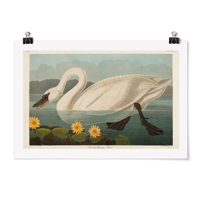 Poster - American Vintage Consiglio Swan - Orizzontale 2:3