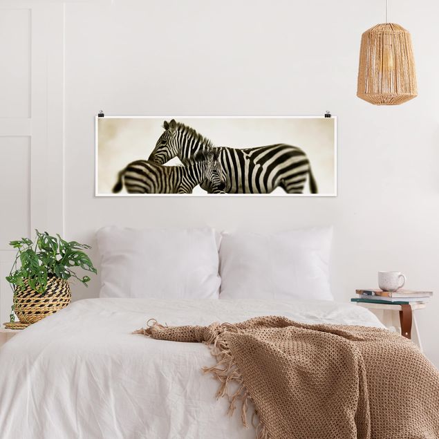 Poster - Zebra coppia - Panorama formato orizzontale