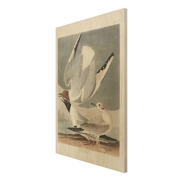 Stampa su legno - Vintage Consiglio Bonaparte Gull - Verticale 3:2