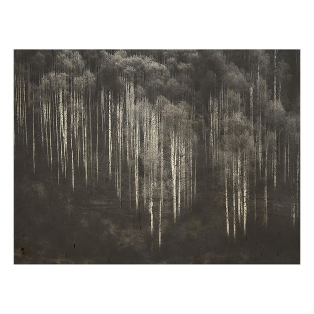 Quadro in legno - Foreste di betulle in Aspen - Orizzontale 4:3