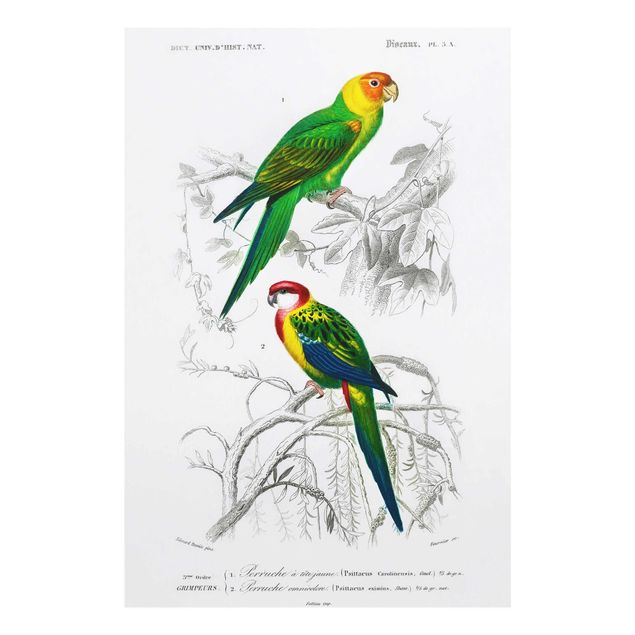 Quadro in vetro - Grafico parete Vintage Due pappagalli Verde Rosso - Orizzontale 2:3