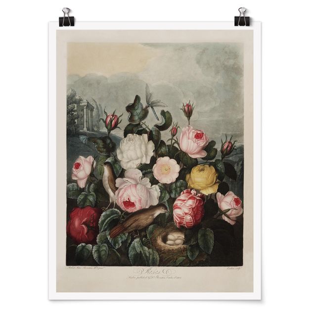 Poster - Botanica Vintage Illustrazione di rose - Verticale 4:3