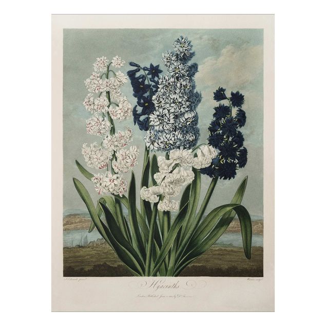 Stampa su Forex - illustrazione d'epoca Botanica blu e bianco Giacinti - Verticale 4:3
