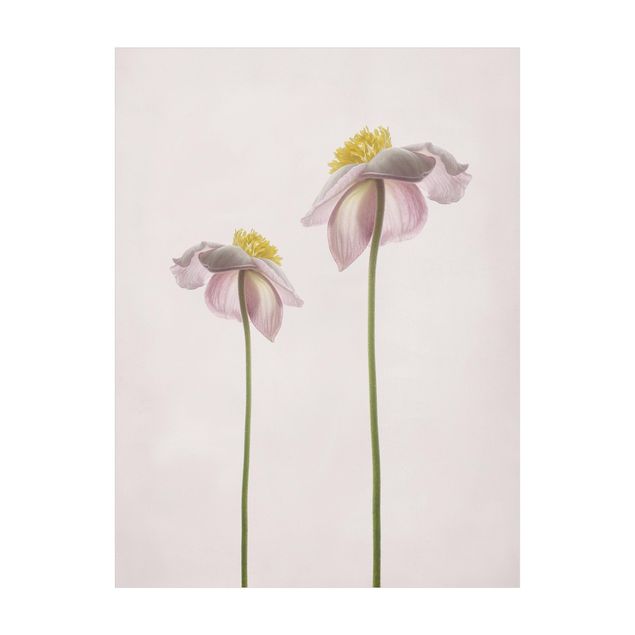 Tappeti beige Fiori di anemone rosa