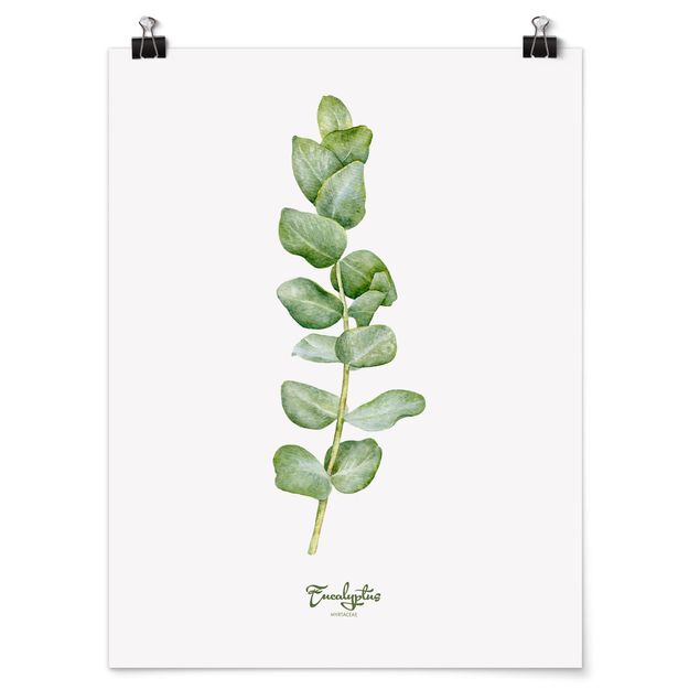 Poster - Acquerello Botanica Eucalyptus - Verticale 4:3