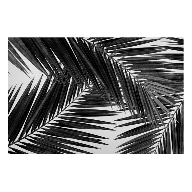 Lavagna magnetica nero Vista tra le foglie di palme in bianco e nero