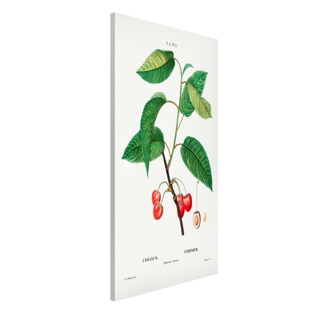 Lavagna magnetica per ufficio Illustrazione botanica vintage Ciliegie rosse