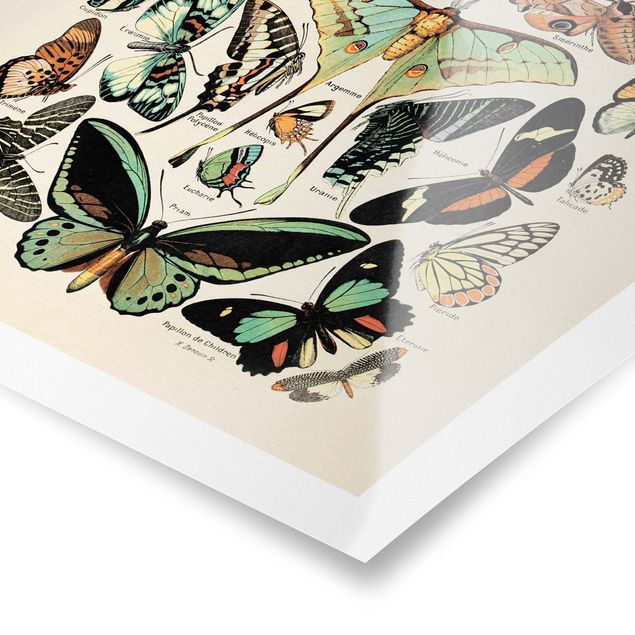 Poster - Vintage Consiglio farfalle e falene - Verticale 4:3