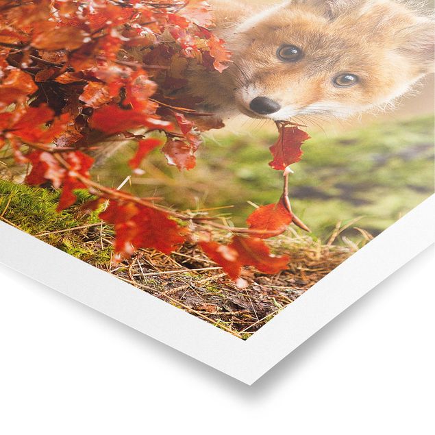 Poster - Fox In The Fall - Quadrato 1:1