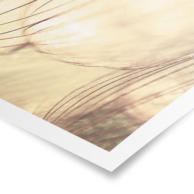 Poster - Dandelions close-up in tonalità seppia casalinga - Panorama formato orizzontale