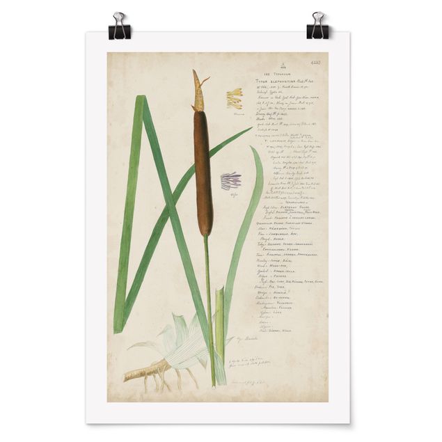 Poster - Vintage Botanica Disegno Erbe II - Verticale 3:2