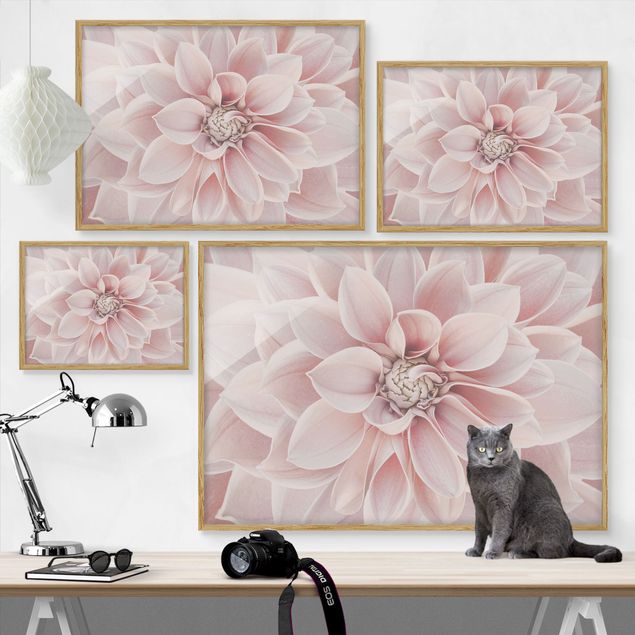 Poster con cornice - Dalia in rosa cipria