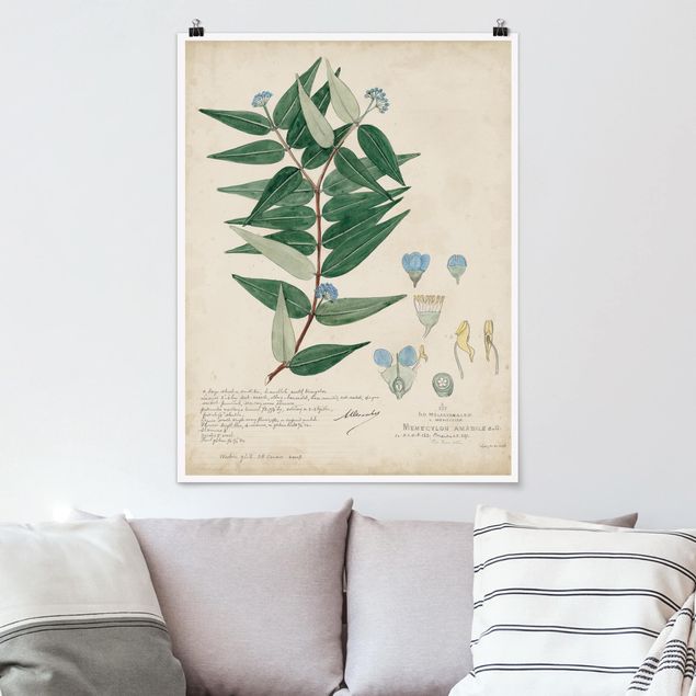 Poster illustrazioni Melastomataceae - Ambile