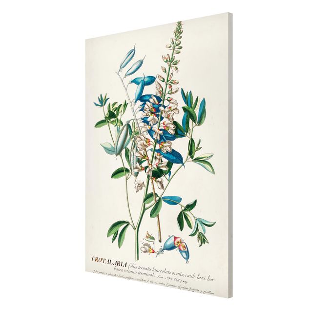 Lavagna magnetica - Vintage botanico Legumi Illustrazione - Formato verticale 2:3