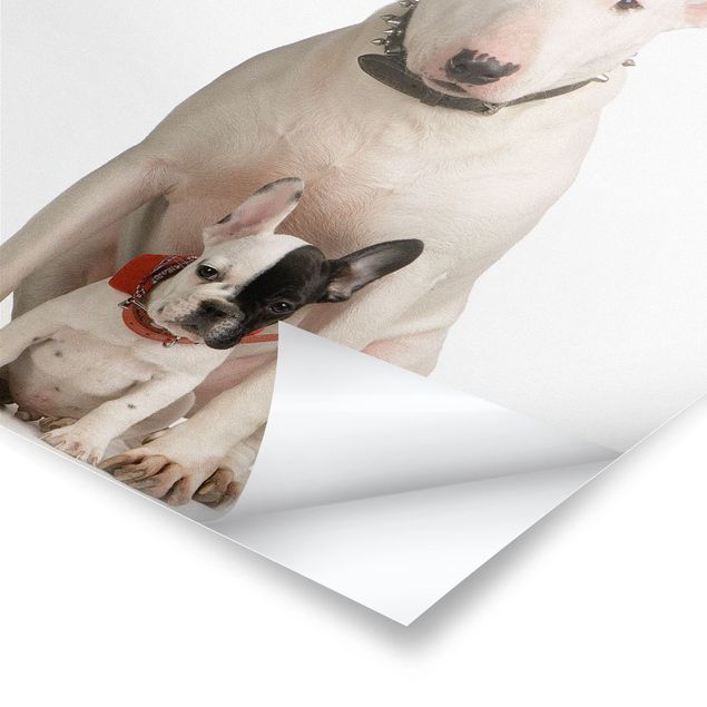 Poster - Bull Terrier e amico - Quadrato 1:1