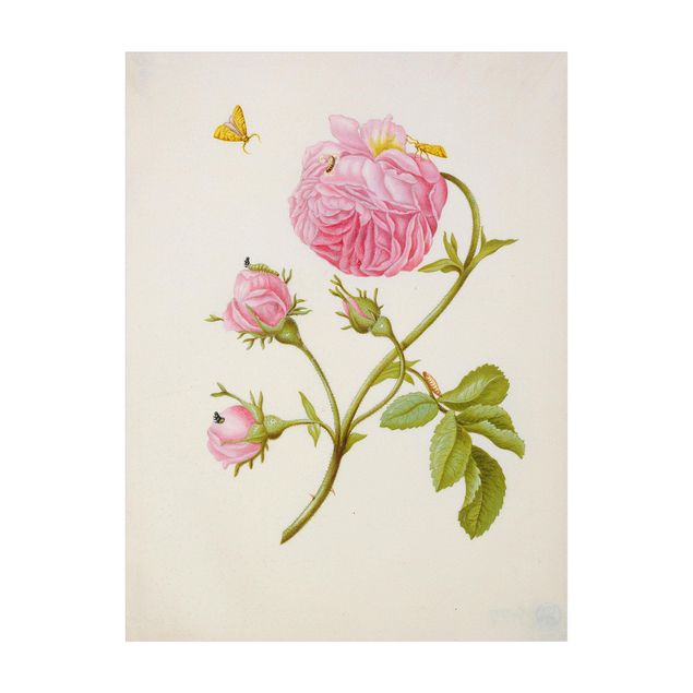 Tappeto bagno rosa Anna Maria Sibylla Merian - Rosa selvatica con Gracillariidae