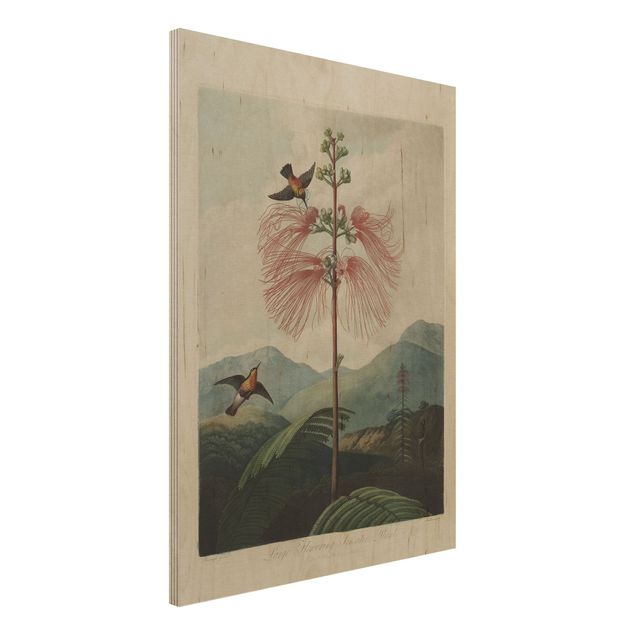 Stampa su legno - illustrazione d'epoca Botanica Fiore e colibrì - Verticale 4:3