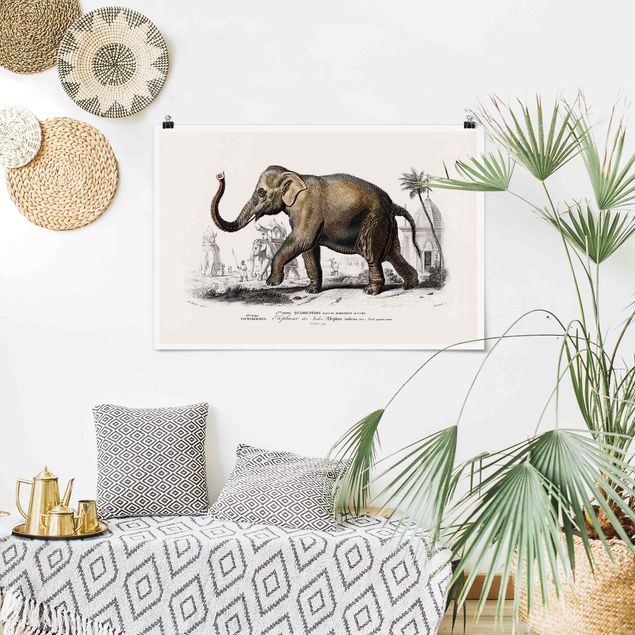 Poster illustrazioni Bacheca vintage Elefante