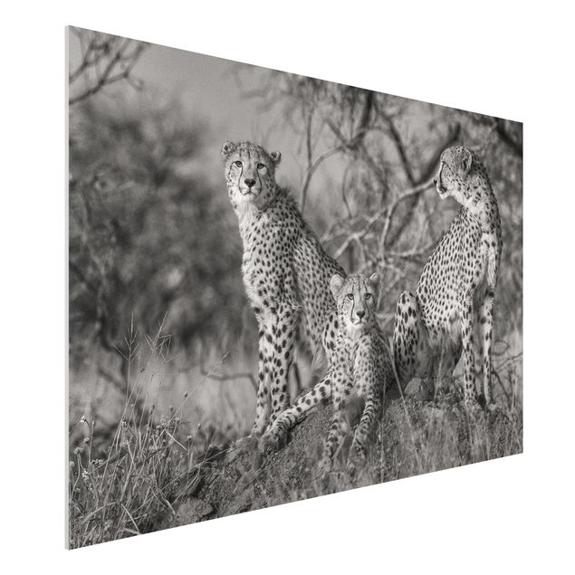 stampe animali Tre ghepardi