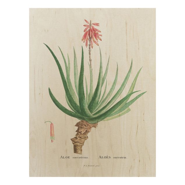 Stampa su legno - Botanica illustrazione d'epoca Aloe Pink Blossom - Verticale 4:3