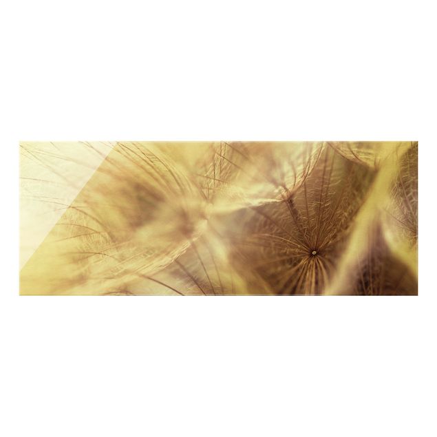 Quadro in vetro - Detailed Dandelions macro shot with vintage Blur effect - Panoramico