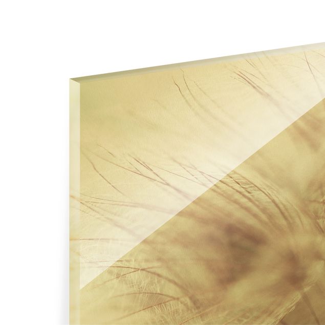 Quadro in vetro - Dettagli di soffioni con effetto sfocato - Formato orizzontale