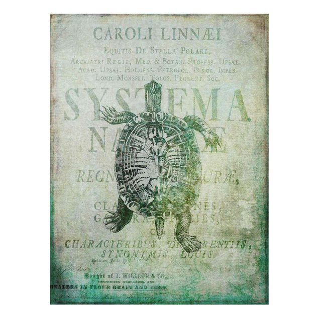Stampa su Forex - Vintage collage - Antique Turtle - Verticale 4:3