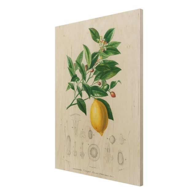 Stampa su legno - Botanica Vintage Illustrazione Di Limone - Verticale 4:3
