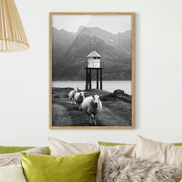 Quadri animali Tre pecore alle Lofoten