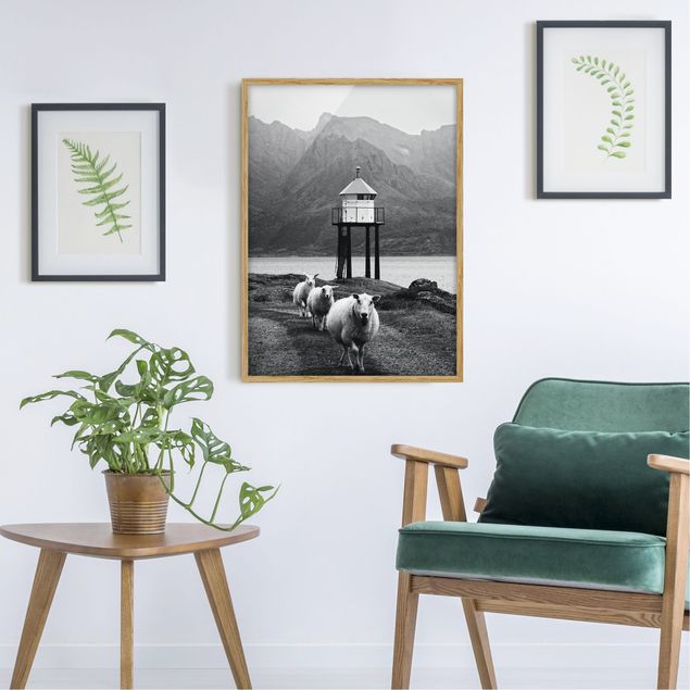Poster con cornice - Tre pecore sulle Isole Lofoten