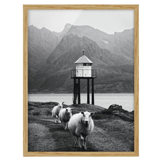 Poster con cornice - Tre pecore sulle Isole Lofoten