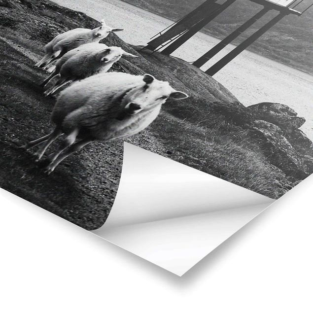 Poster - Tre pecore sulle Isole Lofoten