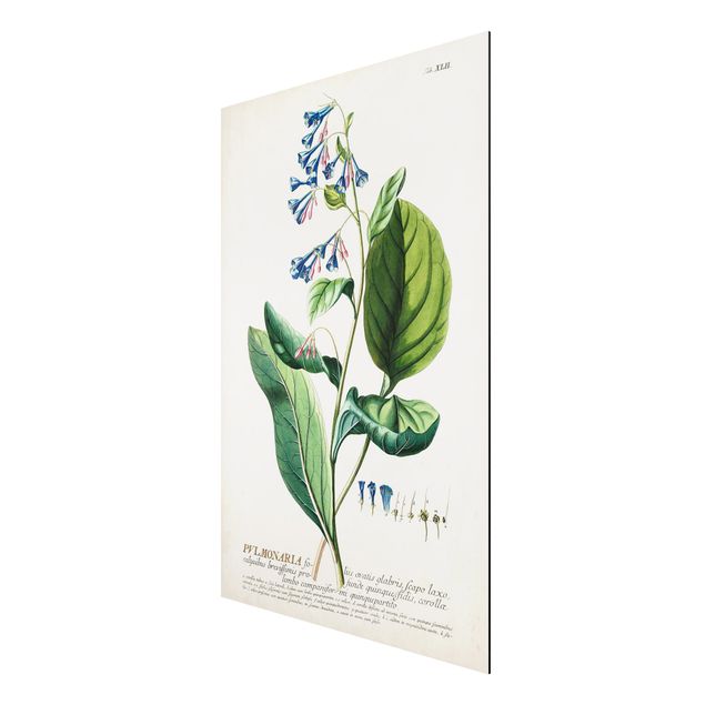 Stampa su alluminio spazzolato - Vintage botanica Lungwort - Verticale 3:2