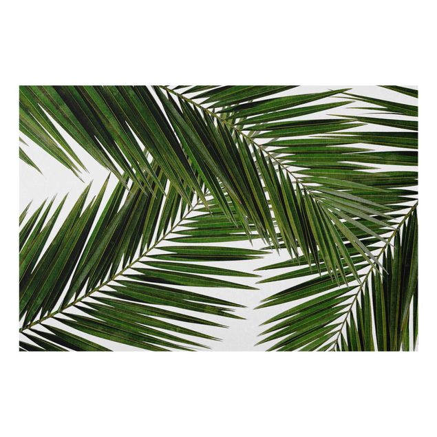 Paraschizzi in vetro - Scorcio tra foglie di palme verdi - Formato orizzontale 3:2