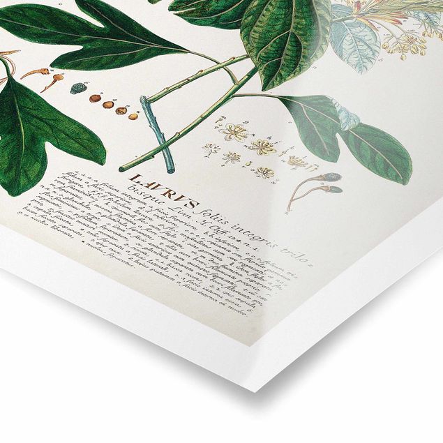 Poster - Vintage botanica Laurel - Verticale 3:2