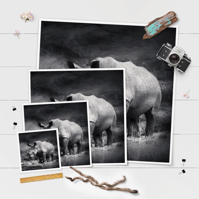 Poster - Lonesome Rhinoceros - Quadrato 1:1